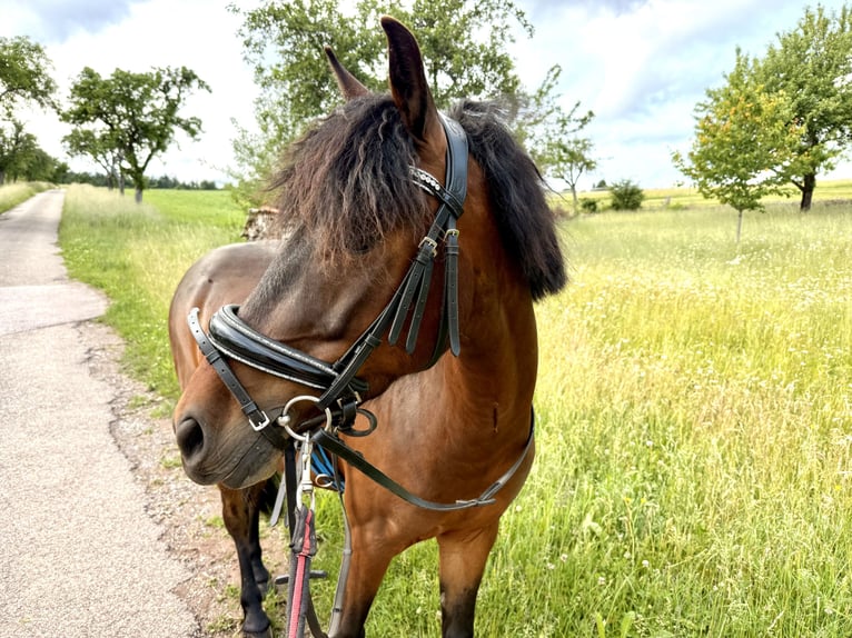 Poni alemán Mestizo Caballo castrado 5 años 130 cm Castaño oscuro in Pfalzgrafenweiler