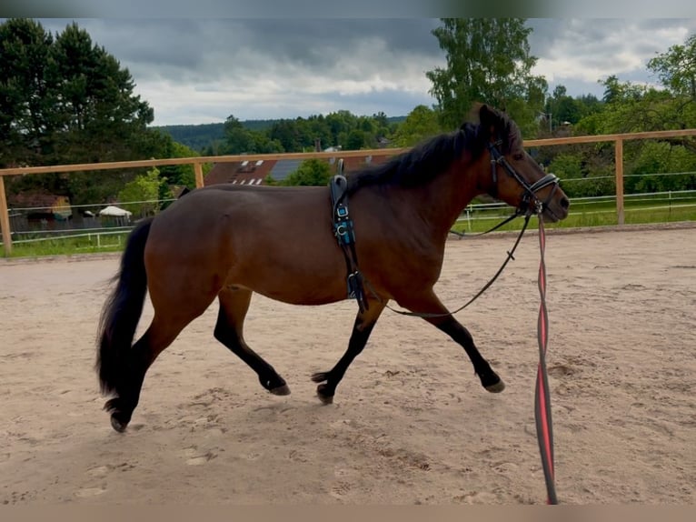 Poni alemán Mestizo Caballo castrado 5 años 130 cm Castaño oscuro in Pfalzgrafenweiler