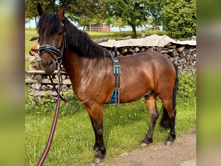 Poni alemán Mestizo Caballo castrado 5 años 130 cm Castaño oscuro in Pfalzgrafenweiler