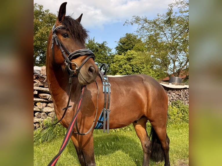 Poni alemán Mestizo Caballo castrado 5 años 130 cm Castaño oscuro in Pfalzgrafenweiler