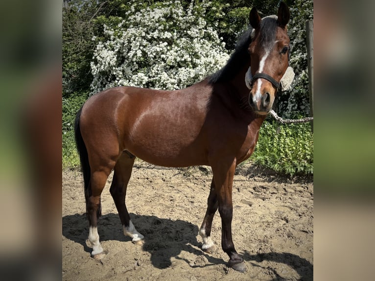 Poni alemán Caballo castrado 5 años 134 cm Castaño in Selm