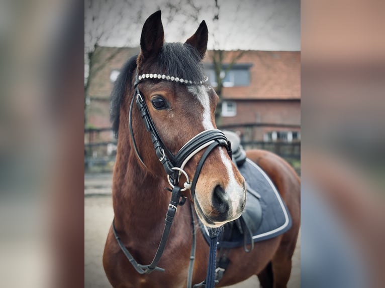 Poni alemán Caballo castrado 5 años 134 cm Castaño in Selm