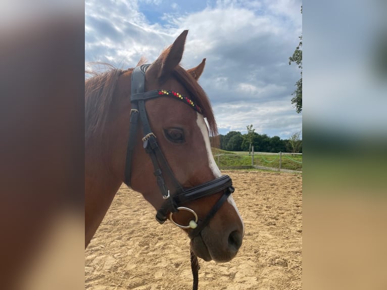 Poni alemán Caballo castrado 5 años 136 cm Alazán in Görmin
