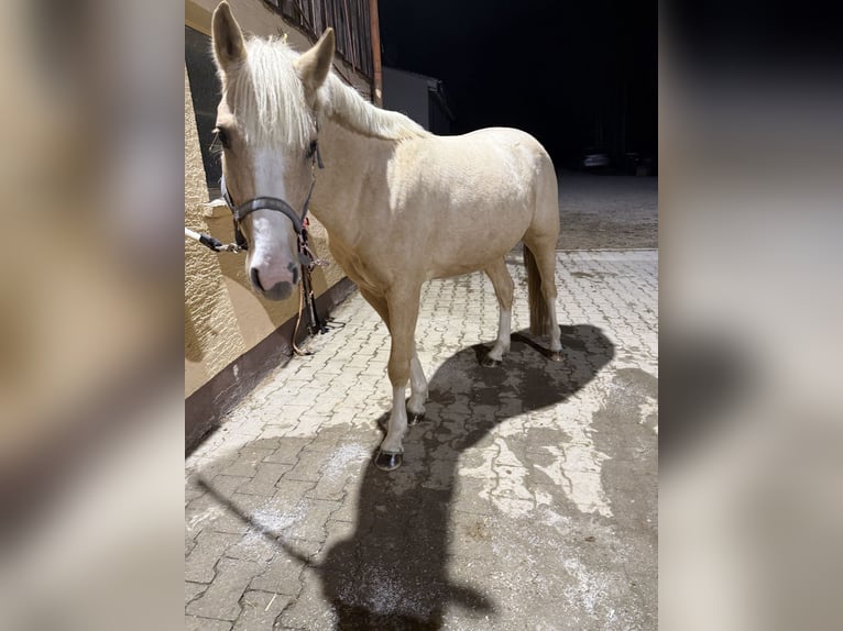 Poni alemán Caballo castrado 5 años 140 cm Palomino in Ravenstein