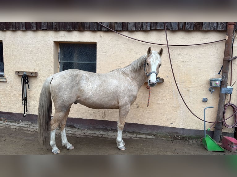 Poni alemán Caballo castrado 5 años 140 cm Palomino in Ravenstein