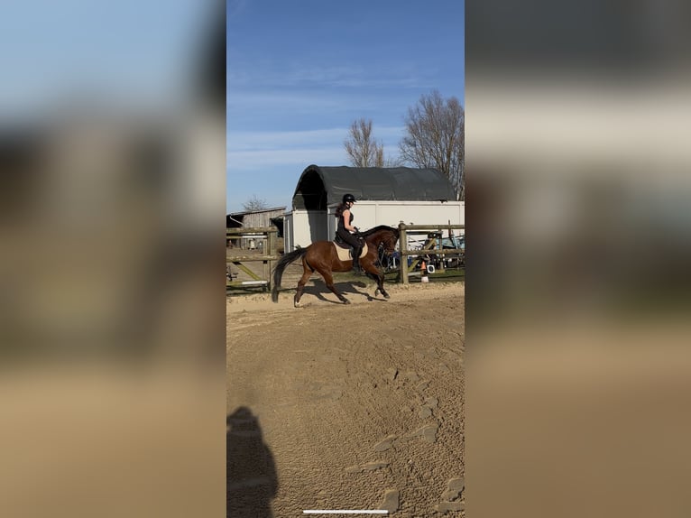 Poni alemán Caballo castrado 5 años 143 cm Castaño in Glückstadt