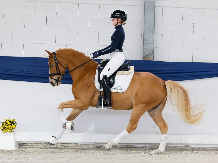 Poni alemán Caballo castrado 5 años 145 cm Alazán in Marsberg Poni alemán Caballo castrado 5 años 145 cm Alazán in Marsberg