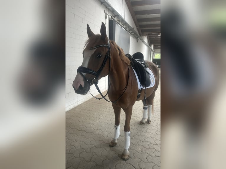 Poni alemán Caballo castrado 5 años 145 cm Alazán in Löhne
