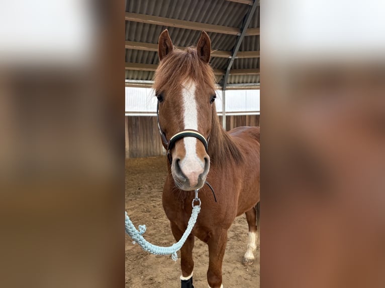 Poni alemán Mestizo Caballo castrado 5 años 145 cm Alazán in Gummersbach