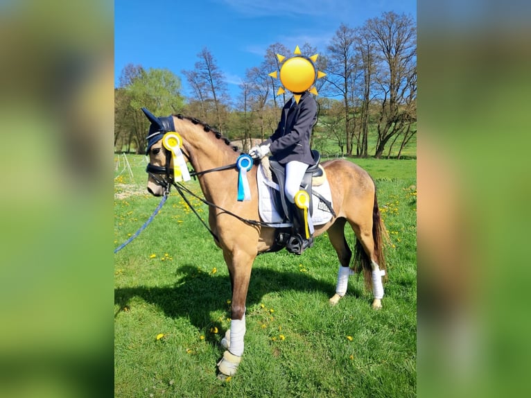 Poni alemán Caballo castrado 5 años 145 cm Buckskin/Bayo in Sontra