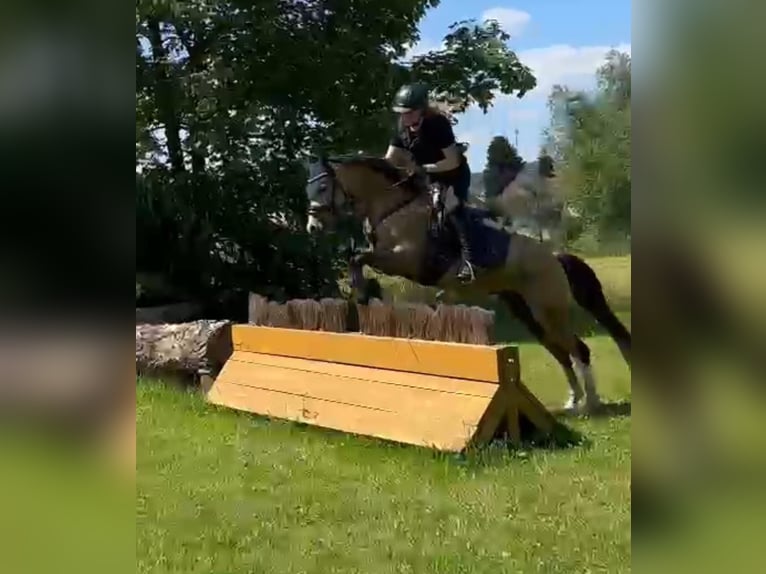 Poni alemán Caballo castrado 5 años 145 cm Buckskin/Bayo in Sontra
