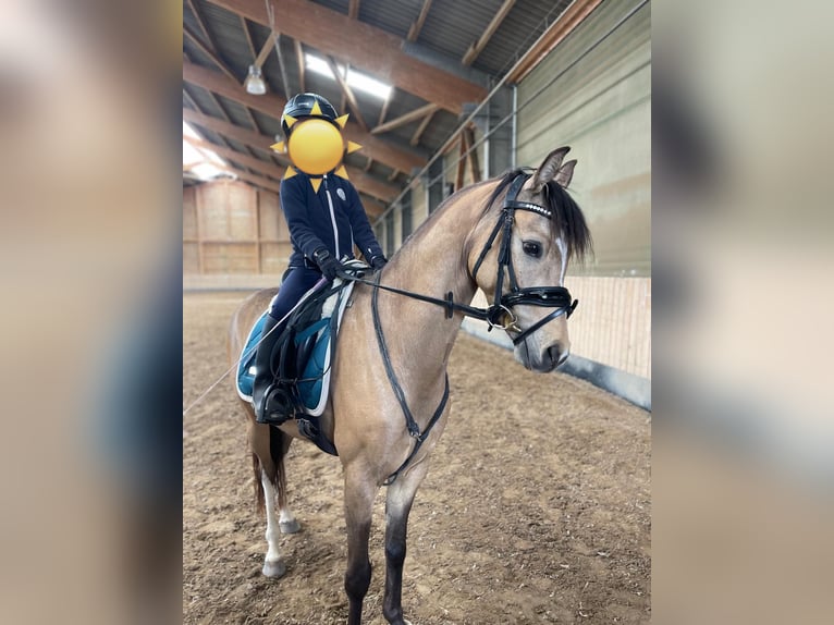 Poni alemán Caballo castrado 5 años 145 cm Buckskin/Bayo in Sontra