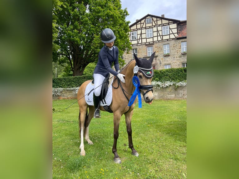 Poni alemán Caballo castrado 5 años 145 cm Buckskin/Bayo in Sontra