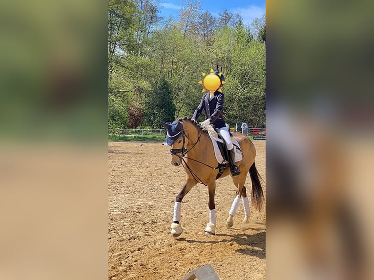 Poni alemán Caballo castrado 5 años 145 cm Buckskin/Bayo in Sontra