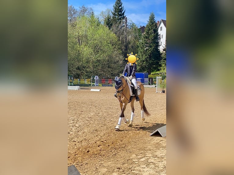 Poni alemán Caballo castrado 5 años 145 cm Buckskin/Bayo in Sontra