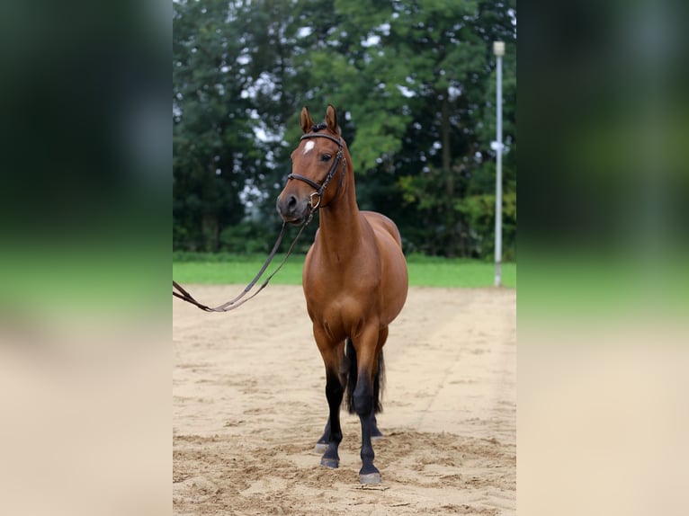 Poni alemán Caballo castrado 5 años 145 cm Castaño in Heek