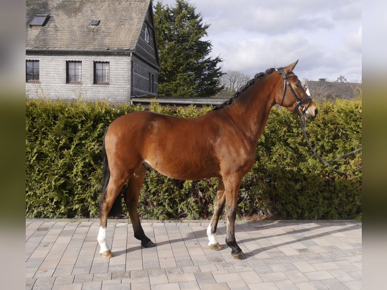 Poni alemán Caballo castrado 5 años 145 cm Castaño in Münster