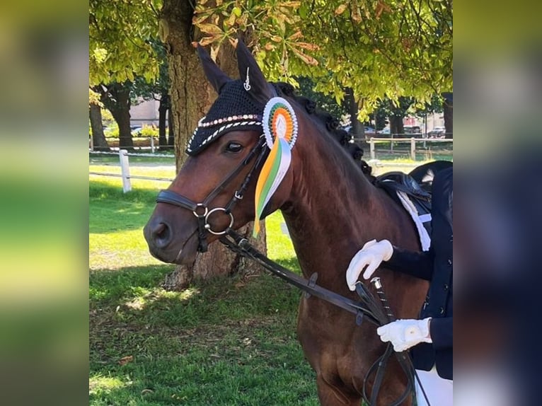Poni alemán Caballo castrado 5 años 145 cm Castaño in Eckenroth