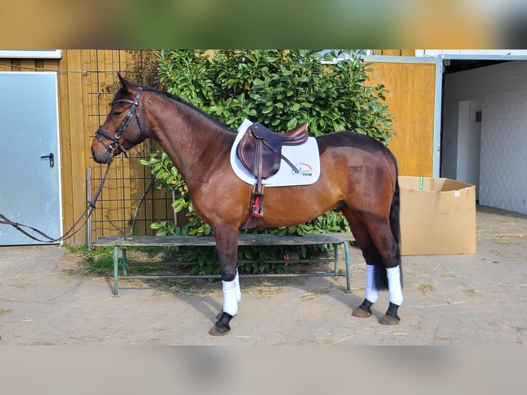 Poni alemán Caballo castrado 5 años 145 cm Castaño oscuro in Dallgow-Döberitz