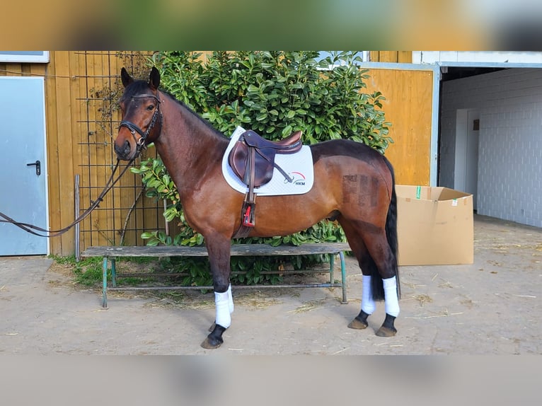 Poni alemán Caballo castrado 5 años 145 cm Castaño oscuro in Dallgow-Döberitz