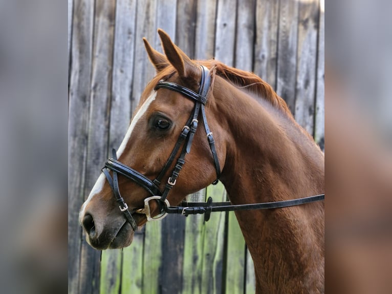 Poni alemán Caballo castrado 5 años 146 cm Alazán in Ritterhude