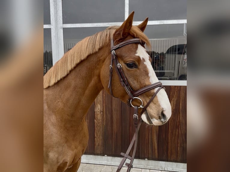 Poni alemán Caballo castrado 5 años 146 cm Alazán in Schermbeck