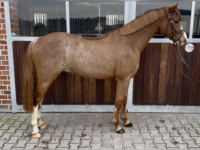 Poni alemán Caballo castrado 5 años 146 cm Alazán in Schermbeck