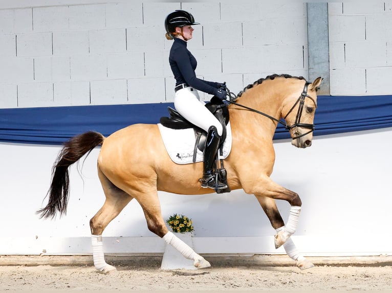 Poni alemán Caballo castrado 5 años 146 cm Bayo in Marsberg