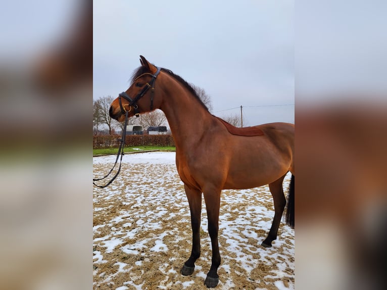 Poni alemán Caballo castrado 5 años 146 cm Castaño in Frelsdorf