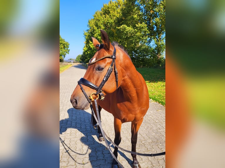 Poni alemán Caballo castrado 5 años 146 cm Castaño in Frelsdorf