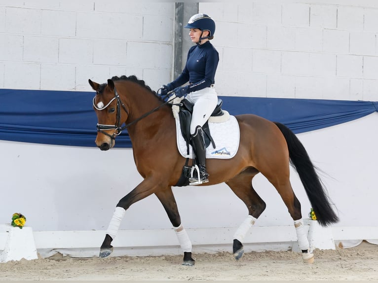 Poni alemán Caballo castrado 5 años 146 cm Castaño in Marsberg
