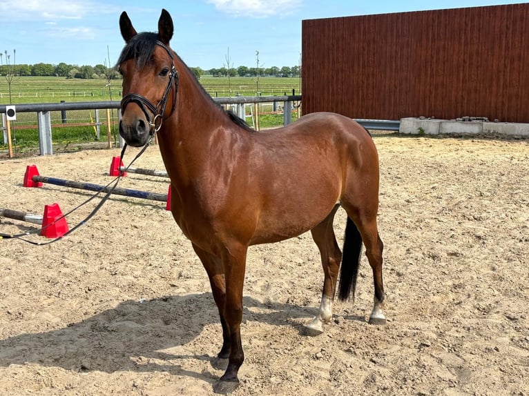 Poni alemán Caballo castrado 5 años 146 cm Castaño in Lindern (Oldenburg)