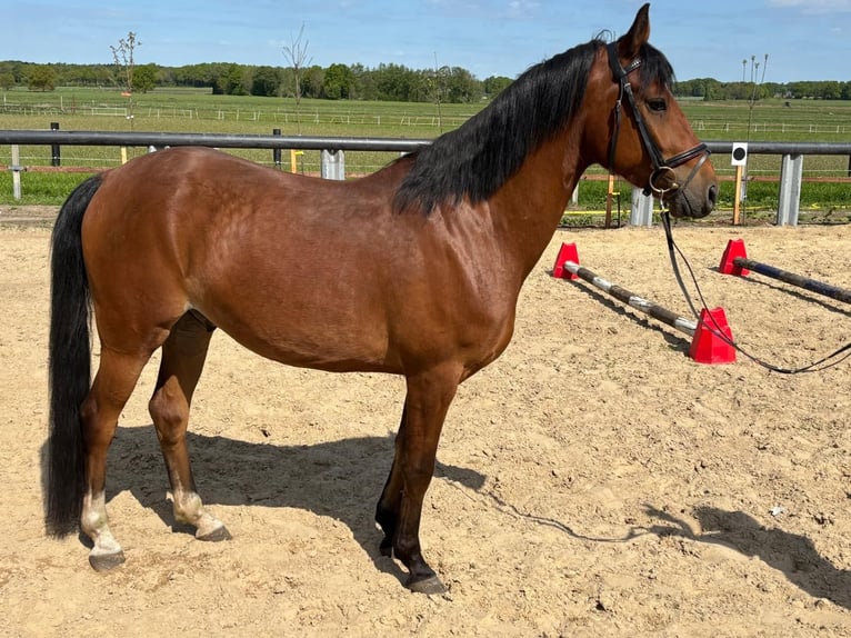 Poni alemán Caballo castrado 5 años 146 cm Castaño in Lindern (Oldenburg)