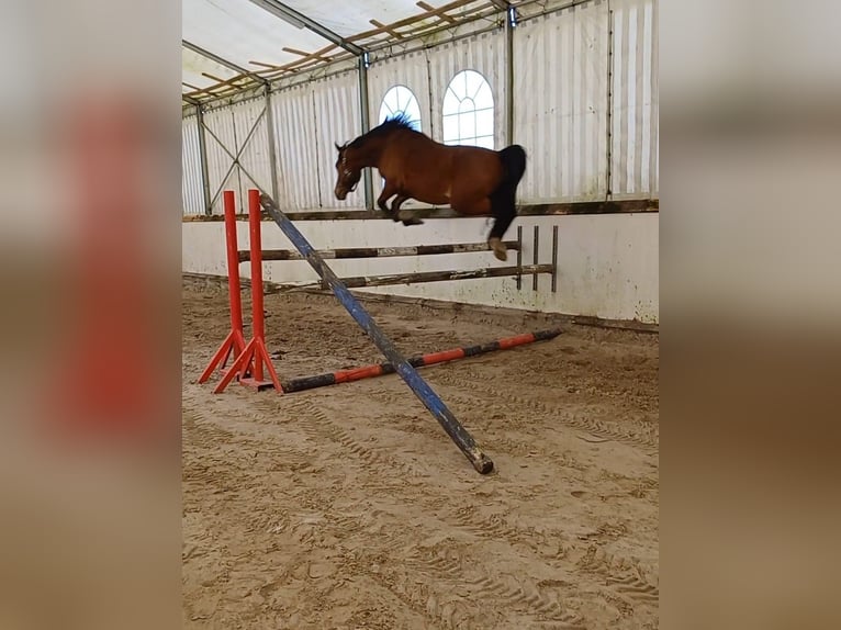 Poni alemán Caballo castrado 5 años 146 cm Castaño in Lindern (Oldenburg)