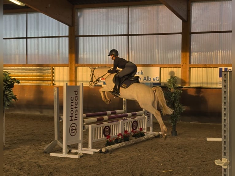 Poni alemán Caballo castrado 5 años 146 cm Cremello in Gerstetten