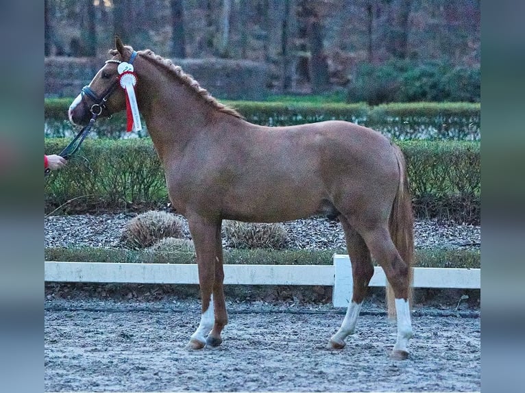Poni alemán Caballo castrado 5 años 147 cm Alazán in Neunkirchen