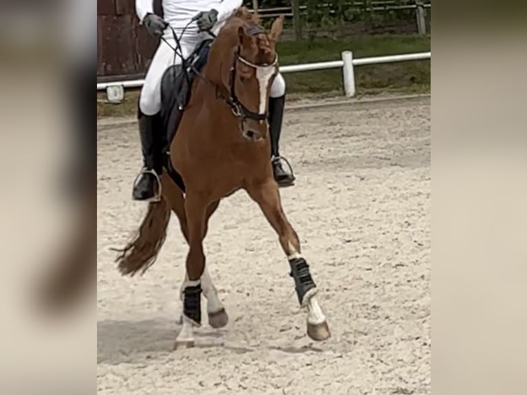 Poni alemán Caballo castrado 5 años 147 cm Alazán-tostado in Ahrensburg