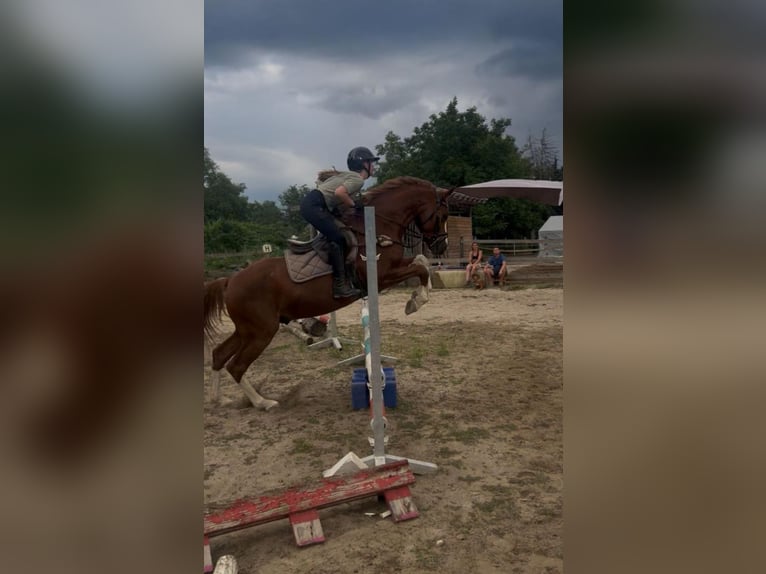 Poni alemán Caballo castrado 5 años 147 cm Alazán-tostado in Darmstadt