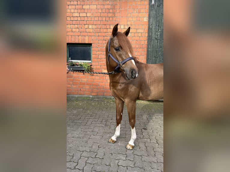 Poni alemán Caballo castrado 5 años 147 cm Alazán-tostado in Ahrensburg