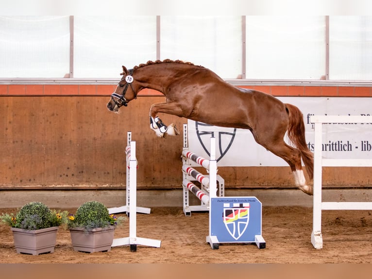 Poni alemán Caballo castrado 5 años 147 cm Alazán-tostado in Ahrensburg