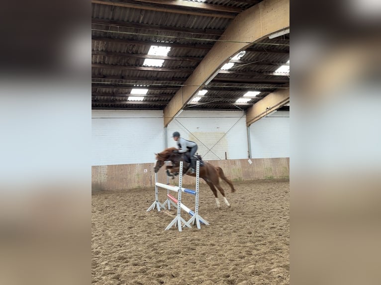 Poni alemán Caballo castrado 5 años 147 cm Alazán-tostado in Ahrensburg