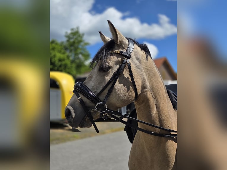 Poni alemán Caballo castrado 5 años 147 cm Bayo in Vlotho