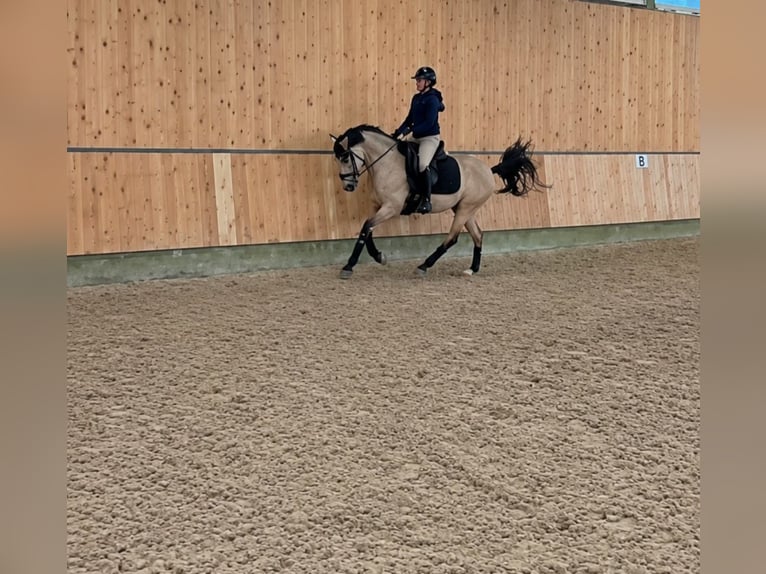 Poni alemán Caballo castrado 5 años 147 cm Bayo in Vlotho