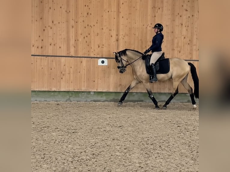 Poni alemán Caballo castrado 5 años 147 cm Bayo in Vlotho