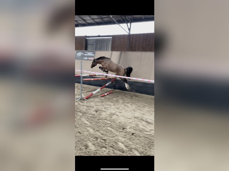 Poni alemán Caballo castrado 5 años 147 cm Bayo in Wegeleben
