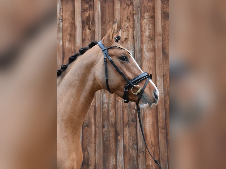 Poni alemán Caballo castrado 5 años 147 cm Bayo in Wegeleben