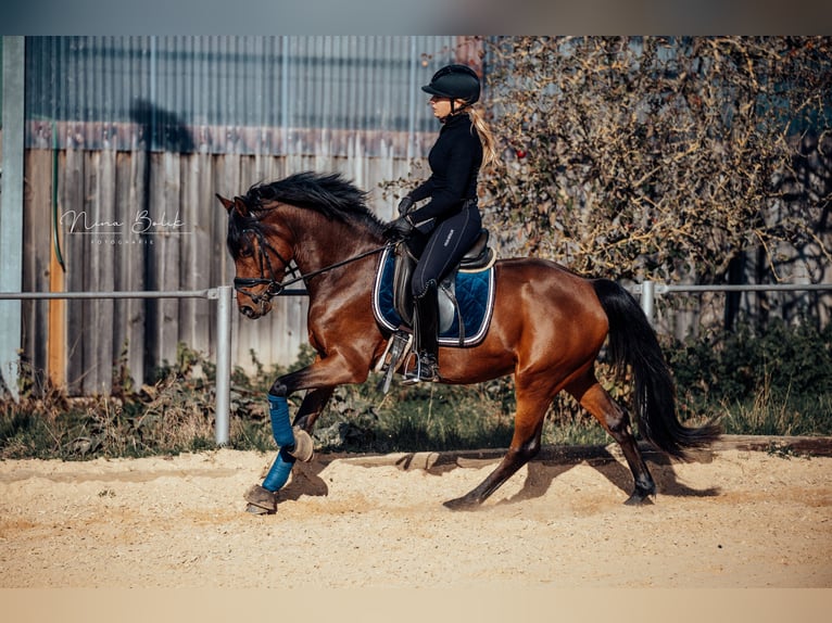 Poni alemán Caballo castrado 5 años 147 cm  in Ditzingen