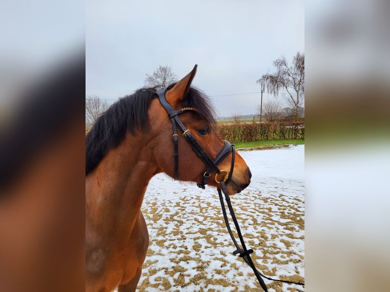 Poni alemán Caballo castrado 5 años 147 cm Castaño in Frelsdorf