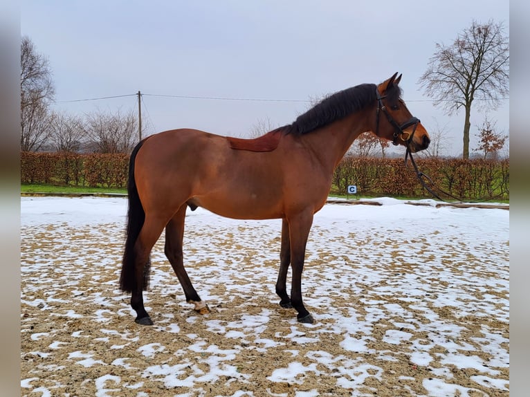 Poni alemán Caballo castrado 5 años 147 cm Castaño in Frelsdorf