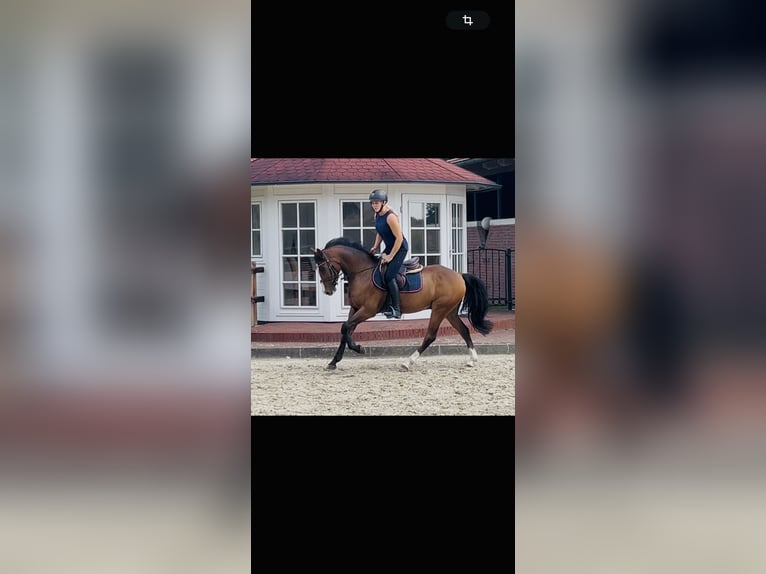 Poni alemán Caballo castrado 5 años 147 cm Castaño in Cloppenburg